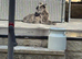 Gray German shepherd female