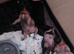 2 male frugs