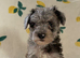 Schnoodle puppies for sale