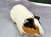 Male guinea pig
