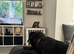 Gorgeous 14-Month-Old Male Labrador Retriever for Sale