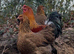 Brahma Hatching Eggs &ndash; Large Fowl Chicken &ndash; Big Strong Birds &ndash; Quality Stoc