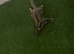 Sugar glider