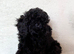 F1bb cockapoo puppies ready to leave