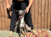 ITALIAN WHIPPET PUPPIES – 3 BEAUTIFUL BOYS AVAILABLE