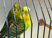 Black wing double factor breeding pair