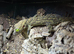 Smiths Green Eyed Gecko