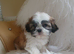Shih tzu puppies boys and girls