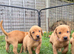 LABRADOR RETRIEVER PUPPIES