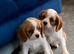 KC CAVALIER KING CHARLES SPANIEL STUD
