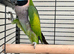 Derbyan lord derby parakeet