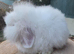 Super fluffy girls ready to go now teddywidders