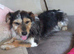 Very sweet jack Russell girl