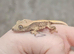 Beautiful hatchling crested geckos
