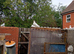 Straight tail doves for sale
