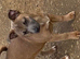 Jack Russell girl puppys really for there new homes