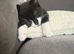 Kitten Looking for a Loving Home
