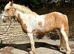 14.2 coloured cob mare super allrounder 6 yrs old