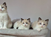 3 Tica Registered Males For Sale