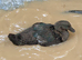 Cayuga Drake