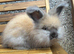 Angora Babies
