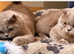 3 pedigree british shorthair girls