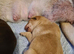 3 beautiful puppies