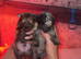 3 beautiful Pomeranian pups