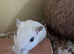 4 month old white male gerbil