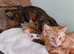 12 week old kittens 2 tortoise shell females 1 ginger male