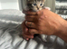 Ragdoll cross kittens for sale (full ragdoll mum) &pound;275