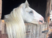 Super safe family friend / show pony