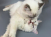 Stunning & Affectionate Ragdoll Boys &ndash; Toffee & Coffee