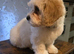 Cavapoochon for sale