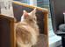 Beautiful Cream Maine Coon Girl - 3 Years Old
