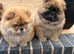 LAST 2 FEMALE CHOW CHOWS