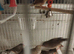 Zebra finches boys and girls