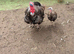 Turkey breeding pair