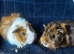 Beautiful boy +more ready 2 reserve