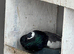 Saddle porters, Lahore shrzi pigeons