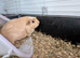 Beautiful young guinea pigs