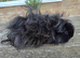 Pure Bred Lunkarya Boar