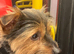 rehome yorkies