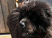 Black chow for sale
