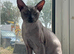 Dobby sphynx cat