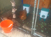 3 point of lay chickens female