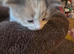 Maine coon cross kittens