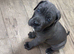 Blue Cane Corsos