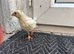 1x young chicken chick
