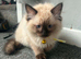 Seal point ragdoll last male kitten